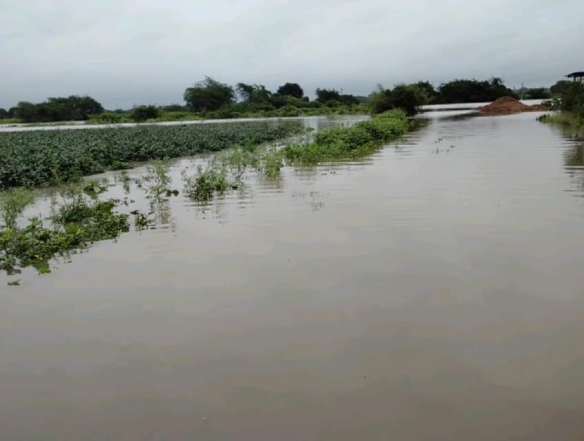 Thousands of acres of submerged soy
