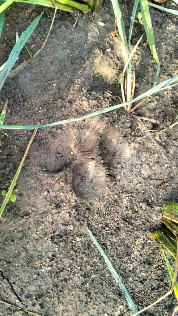 http://teluguraastram.com/cheetah-movement-in-hajipur-tanda-crop-fields/
